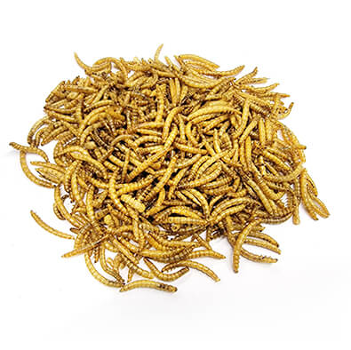 Dried mealworm